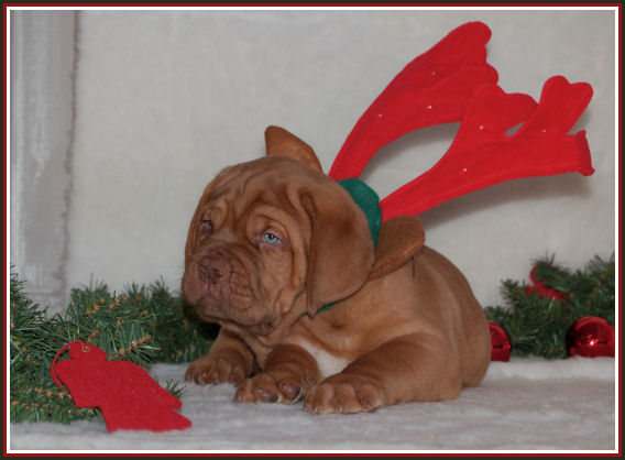 kerst pup8.jpg